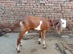 Bital bakra 03145387877