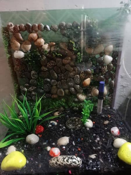 Fish tank/ aquarium 4