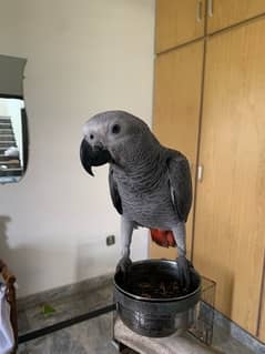 African Grey , Gray Parrot , Parrot Hand tamed available for sale