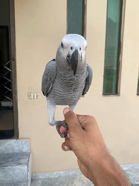 African Grey , Gray Parrot , Parrot Hand tamed available for sale 1