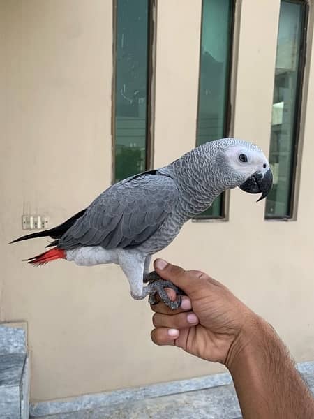 African Grey , Gray Parrot , Parrot Hand tamed available for sale 2