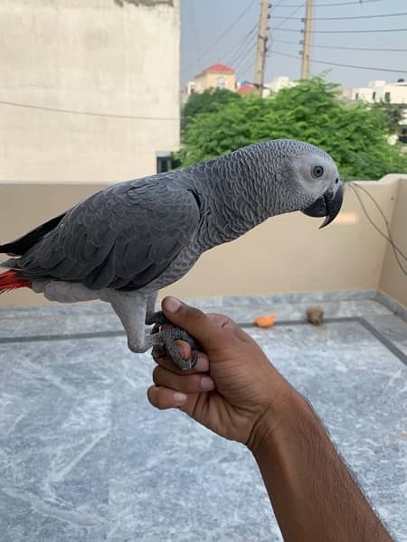 African Grey , Gray Parrot , Parrot Hand tamed available for sale 4