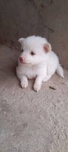 Russian Puppies, Pink nose, yellow eyes