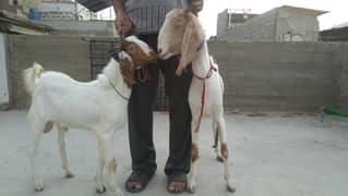 Bakra & Bakri Pair