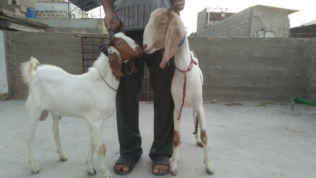 Bakra & Bakri Pair 0