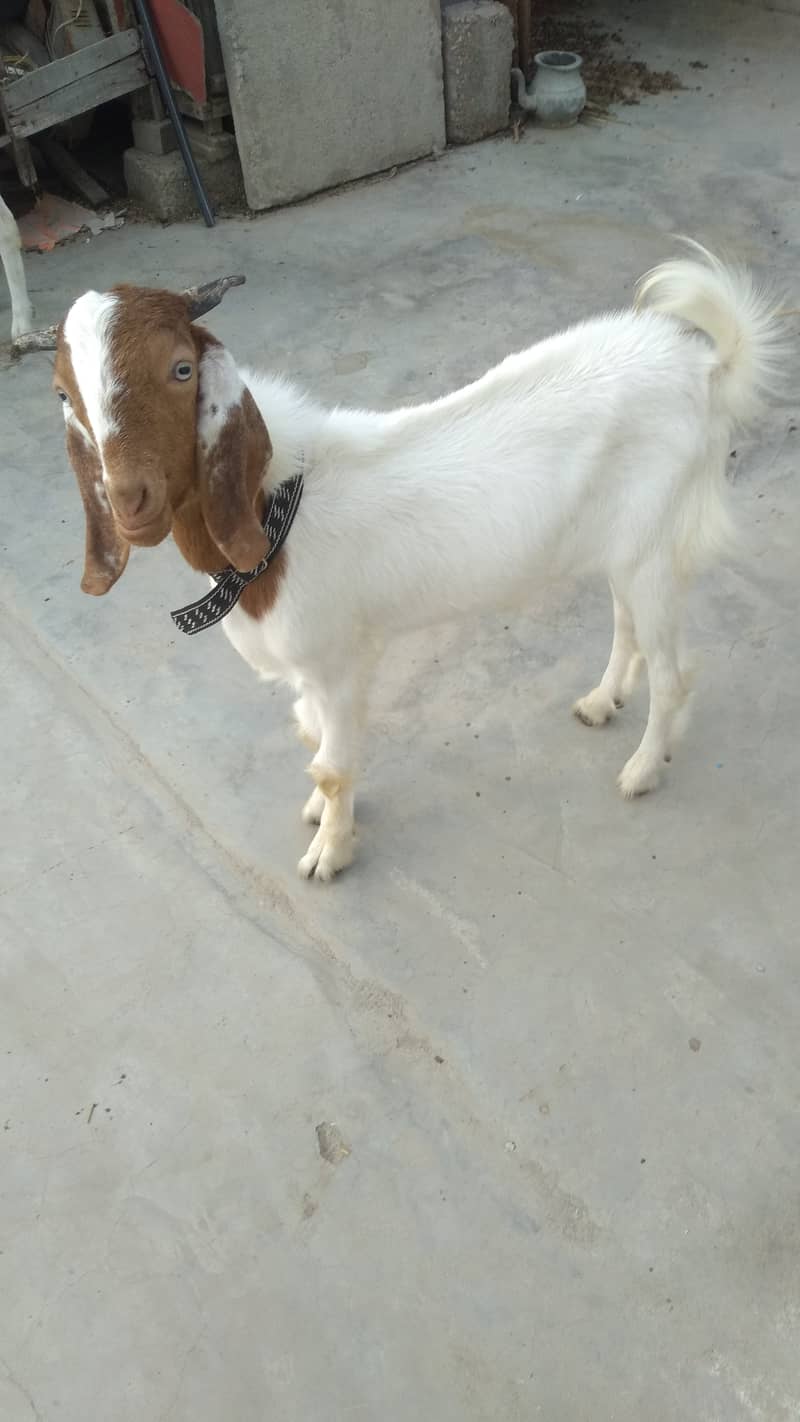 Bakra & Bakri Pair 3