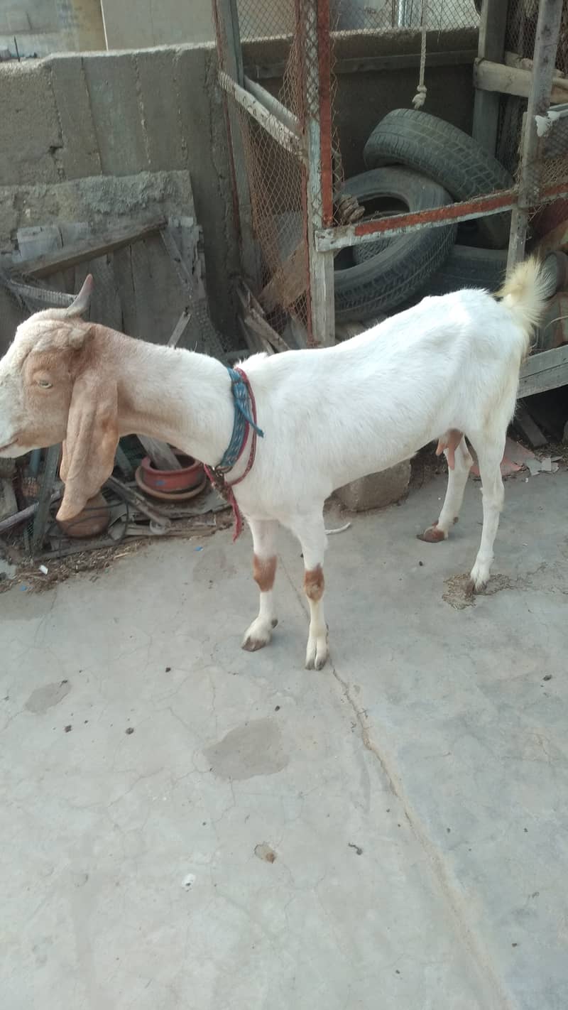 Bakra & Bakri Pair 4