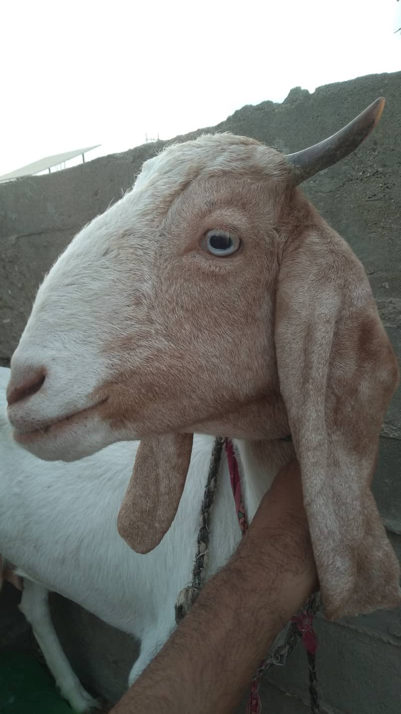 Bakra & Bakri Pair 5