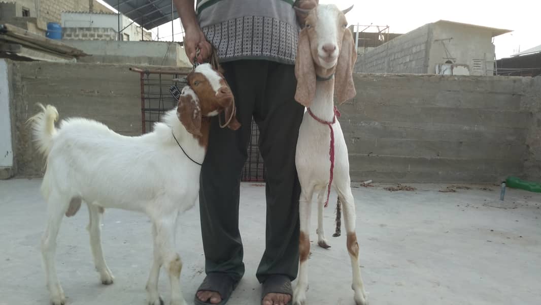 Bakra & Bakri Pair 7