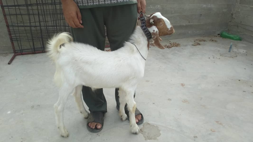 Bakra & Bakri Pair 8