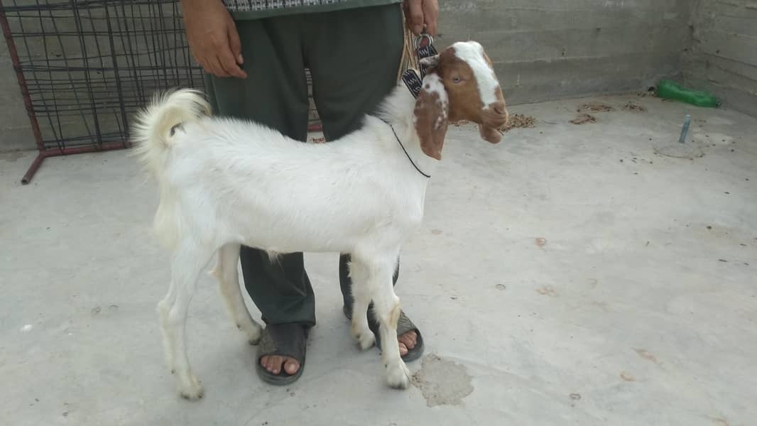 Bakra & Bakri Pair 9