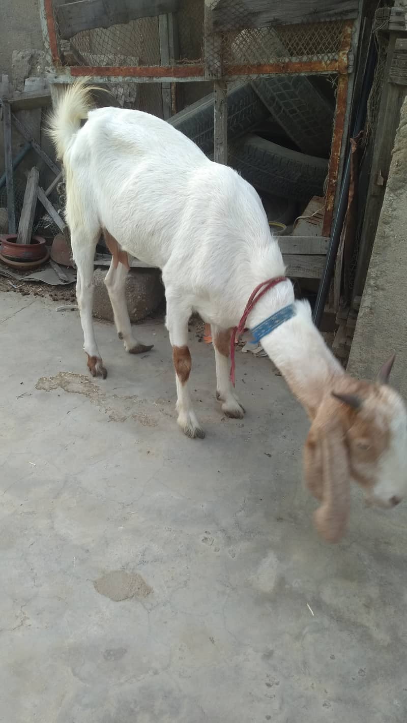 Bakra & Bakri Pair 10