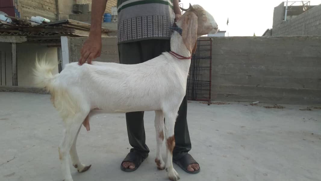 Bakra & Bakri Pair 11