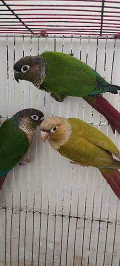 yellow sided Green cheek conure and cinnamon conure