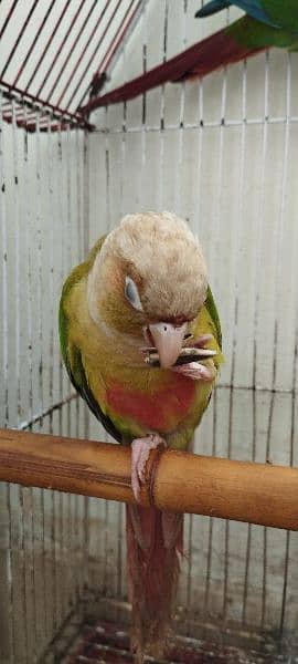 yellow sided Green cheek conure and cinnamon conure 1