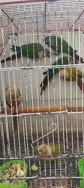 yellow sided Green cheek conure and cinnamon conure 2