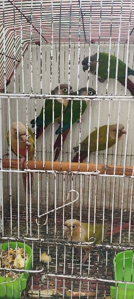 yellow sided Green cheek conure and cinnamon conure 3