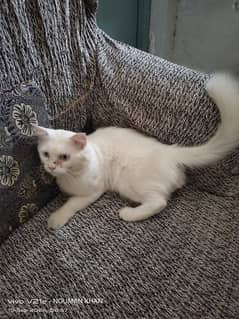 Persian cat for sell