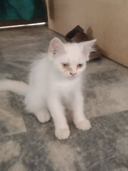 Persian cat 1