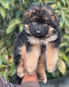 German Shepherd