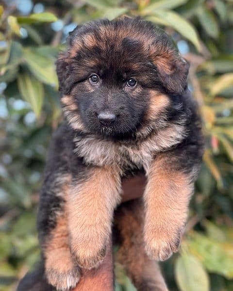 German Shepherd 1