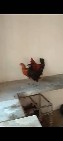 1 Male and 2 Females (Videos available on WhatsApp)