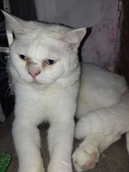 Male cat single cote 3