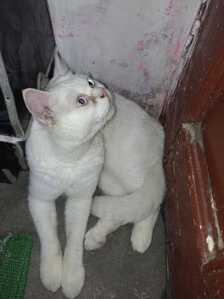 Male cat single cote 4