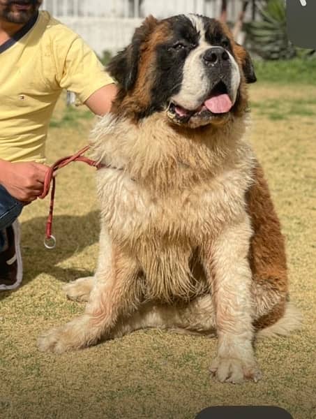 ST BERNARD MALE DOG 0