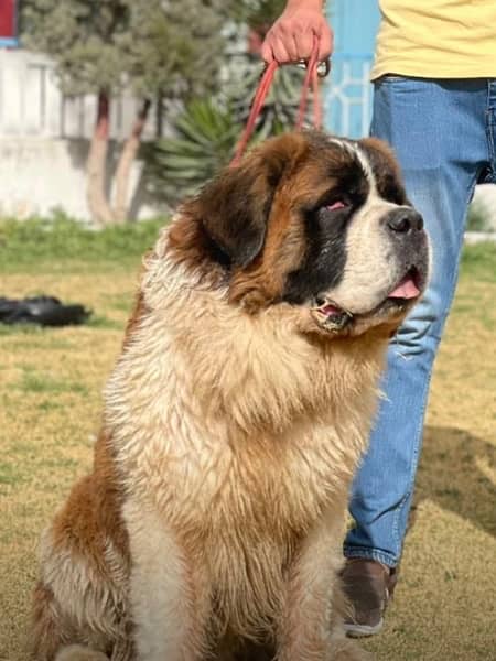 ST BERNARD MALE DOG 1