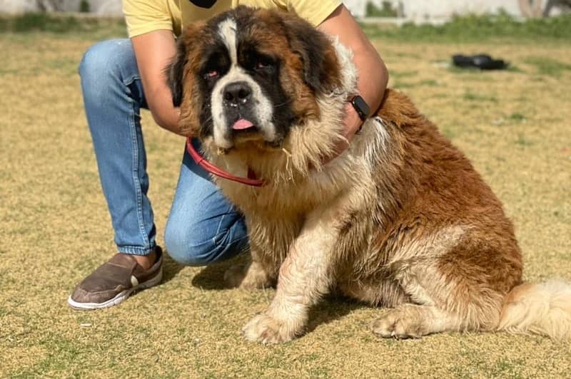 ST BERNARD MALE DOG 2