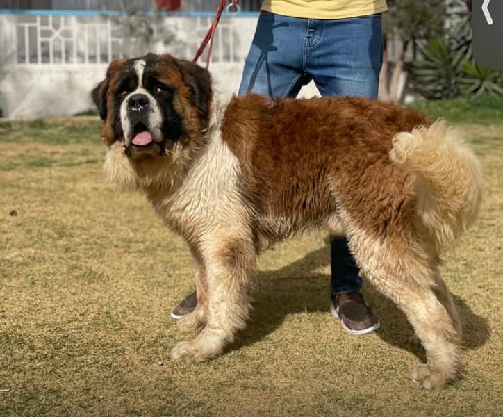 ST BERNARD MALE DOG 3