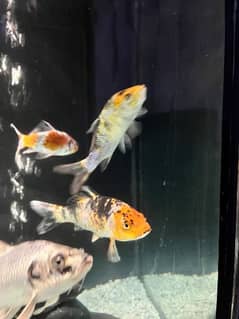 quality koi fish in different sizes