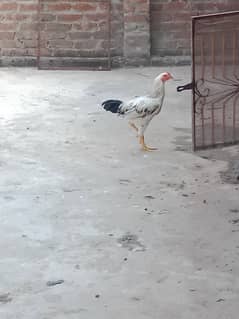 Murga cocker cock