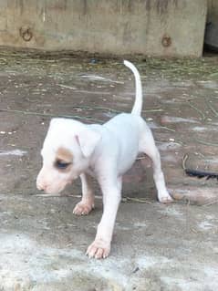 female waliti gultair dog and puppies for sale