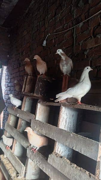 sherazi pigeon white brown fancy. 2