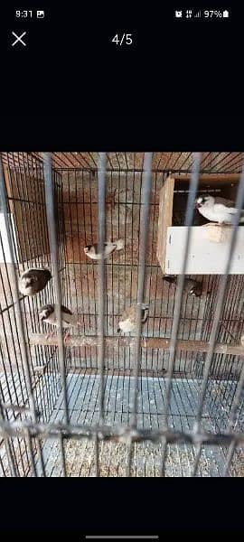 Goldian finch , Banglise , Diamond pied Doves Pairs for sale 1