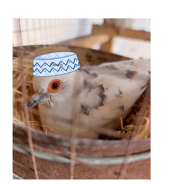 Goldian finch , Banglise , Diamond pied Doves Pairs for sale 2