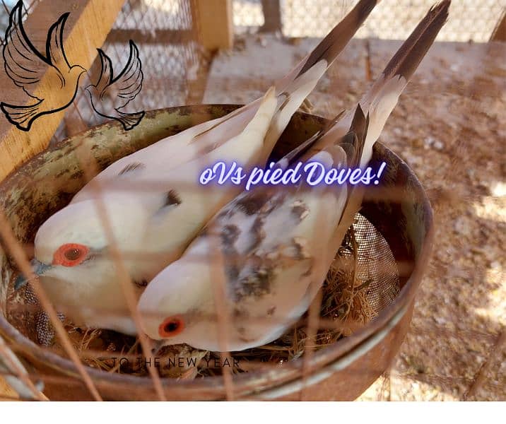 Goldian finch , Banglise , Diamond pied Doves Pairs for sale 3