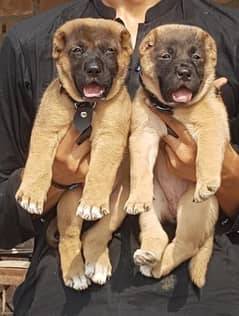 kurdish Kangal dogs pair heavy bone for sale