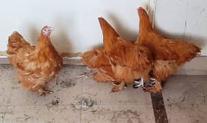 egg laying hens