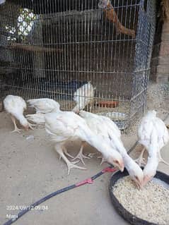 Heera aseel paper white Noke Nile chicks