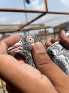 Teedy Golden sialkoti pigeon for sale 0