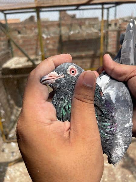 Teedy Golden sialkoti pigeon for sale 1