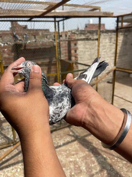 Teedy Golden sialkoti pigeon for sale 3