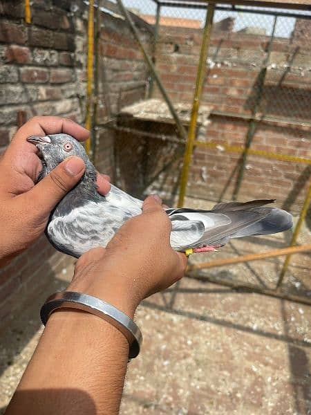 Teedy Golden sialkoti pigeon for sale 4