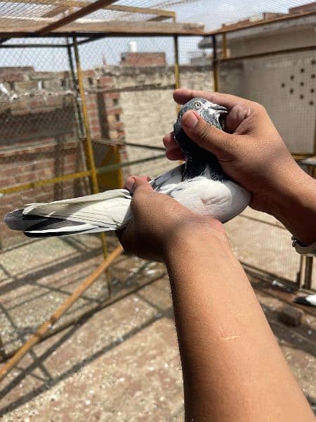 Teedy Golden sialkoti pigeon for sale 14