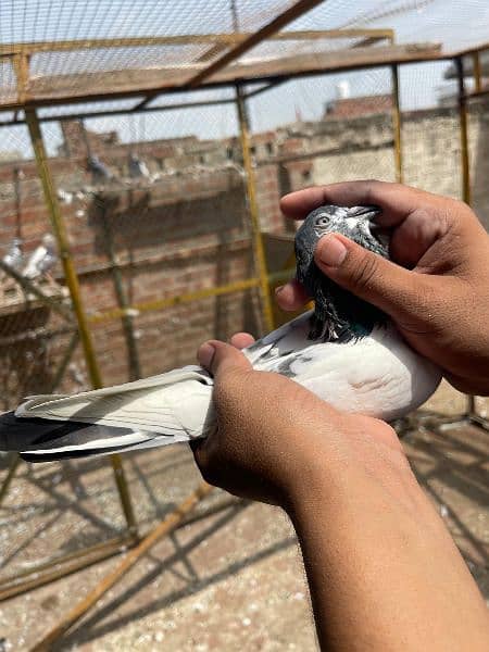 Teedy Golden sialkoti pigeon for sale 15