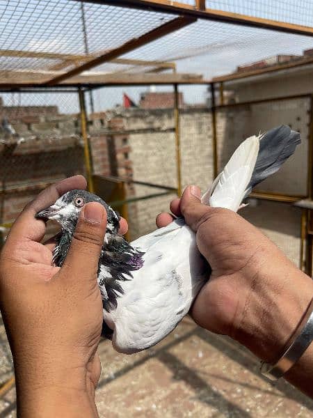 Teedy Golden sialkoti pigeon for sale 17