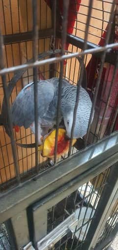 African Grey , Gray Parrot , Parrot Hand tamed available for sale